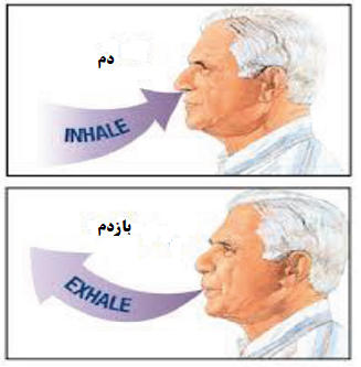 تنفس لب غنچه ای